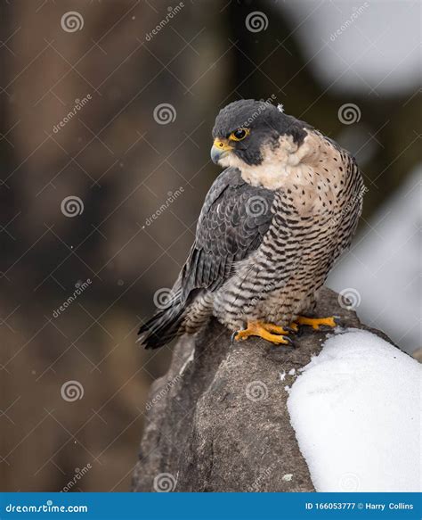 Peregrine Falcon Landing on Branch Stock Image - Image of falcon, cliff