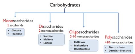 Carbohydrates Flashcards Quizlet