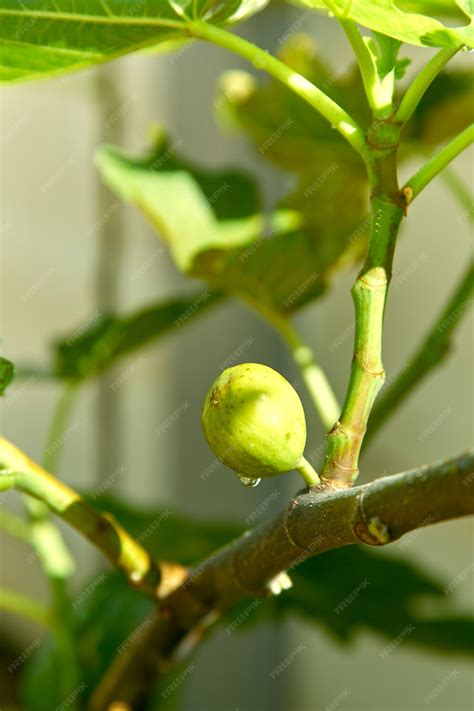 Premium Photo | Green fruit fig on tree