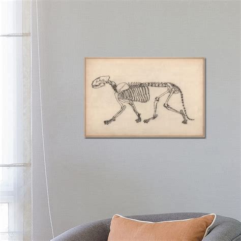 Maturi Tiger Skeleton Anatomy Wrapped Canvas Drawing Wayfair Co Uk