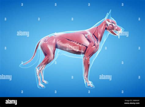 3d Rendered Anatomy Illustration Of The Canine Muscle System Stock