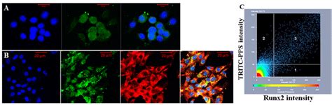 Co Localization Analysis Of Runx2 And Pentosan Polysulfate In