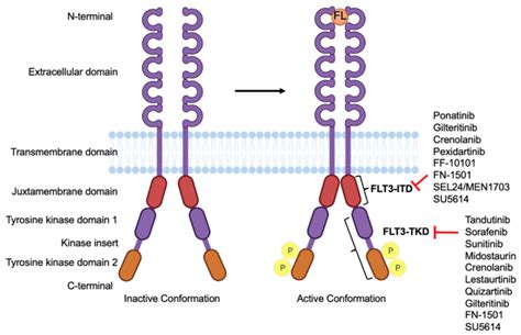 Structure Of Flt3 And Its Drug Targets The Structure Of Flt3 In Its