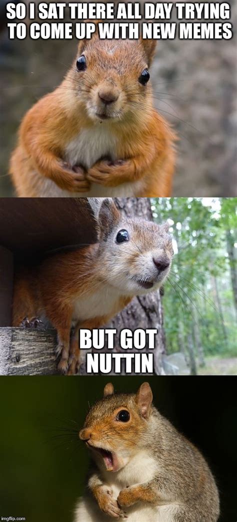 Bad Pun Squirrel Imgflip