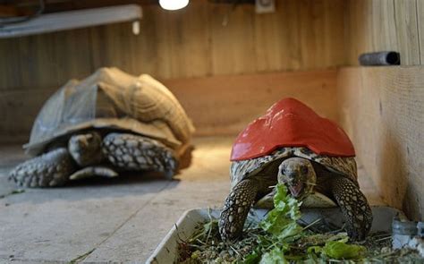 Injured Tortoise Given D Printed Shell