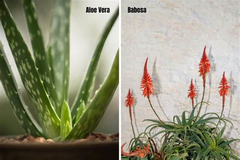 Aloe Vera E Babosa É A Mesma Coisa