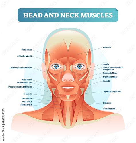 Head And Neck Muscles Labeled Anatomical Diagram Facial Vector