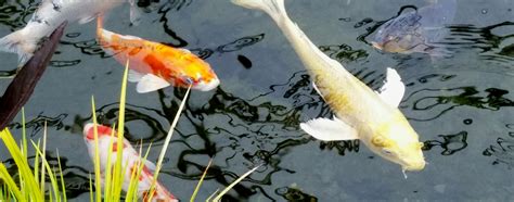 Things to Consider Before Starting a Koi Fish Pond | Hartz