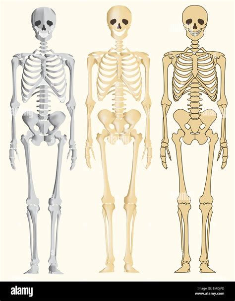 Sistema oseo del ser humano Imágenes vectoriales de stock Alamy