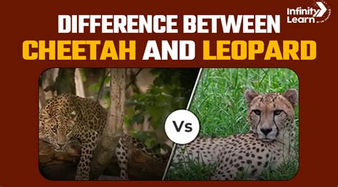 Difference Between Cheetah And Leopard Infinity Learn