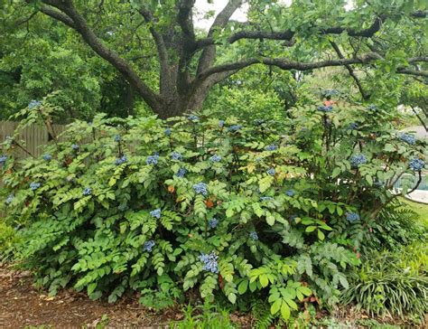 Shade Plants For Central Texas Artofit