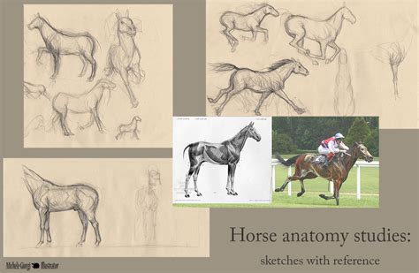 Horse Anatomy Reference Vitals And Anatomy Upyourbutthealing