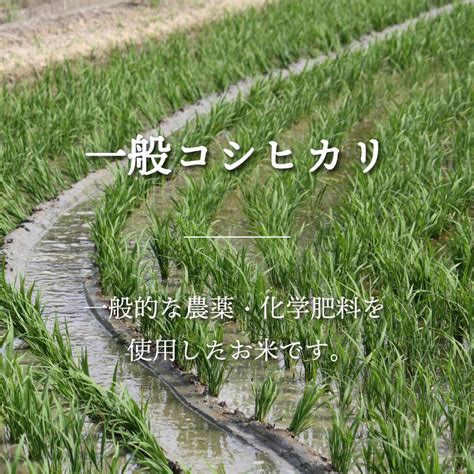 【r5年産】新潟県産コシヒカリ 玄米2kg 株式会社米福