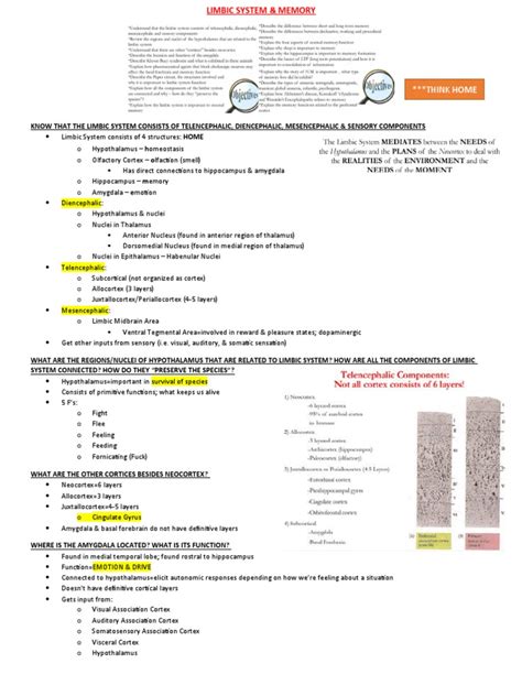 Limbic System - Memory - Study Guide | PDF | Limbic System | Memory