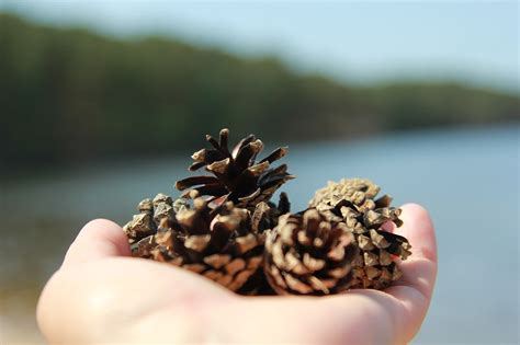 Conifer Cone Growth Nature Pine Free Photo On Pixabay Pixabay