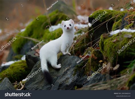 Best Ermine Background Royalty-Free Images, Stock Photos & Pictures | Shutterstock