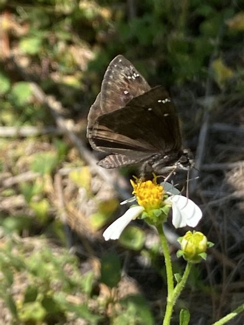 Horace S Duskywing From Orange County Fl Usa On April At