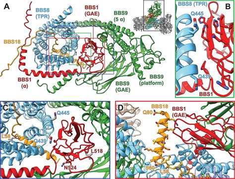 Structure Of The Human Bbsome Core Complex Elife