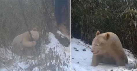 Rare albino panda caught on camera for second time ever - Vo Truong ...