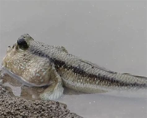 Giant mudskipper - Facts, Diet, Habitat & Pictures on Animalia.bio