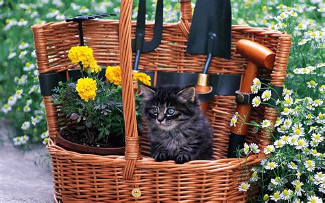 Pretty Kittens In Yard Kittens Wallpaper 13937795 Fanpop