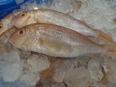 Threadfin bream - Casula Fish Market