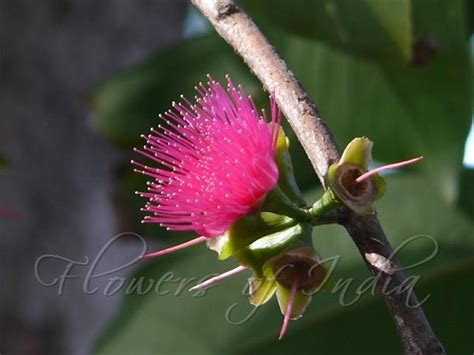 Syzygium malaccense - Malay Apple