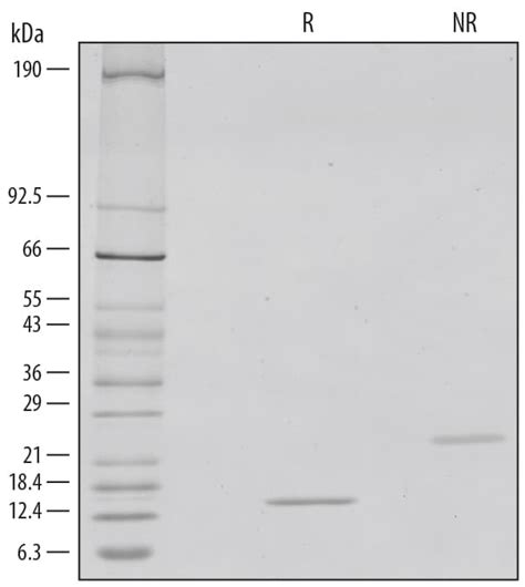 Recombinant Human Mouse Rat Activin A GMP Protein CF 338 GMP By R D