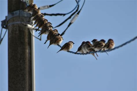 鳥のフン対策のため電線に鳥よけを設置する方法｜東京電力、体験談 ワーカホリックダイアリー