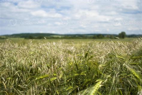 field of barley 1344724 Stock Photo at Vecteezy