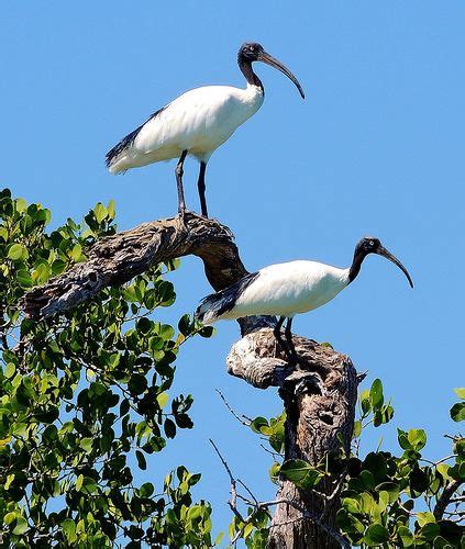 Threskiornithidae - Ibis | Bird breeds, Bird drawings, Most beautiful birds