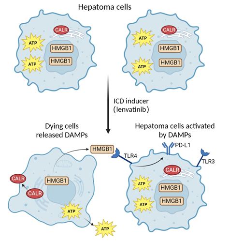 Journal Of Hepatocellular Carcinoma Volume 10 Dove Press