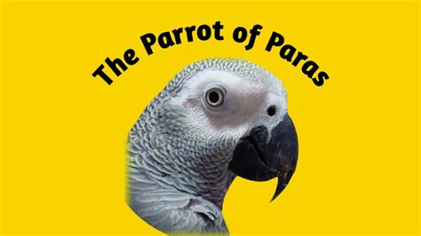 Training A Grey Parrot How To Teach Your Parrot To Talk Samrafsouls