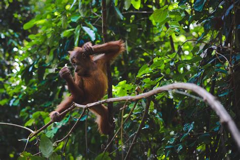 Orang Utans In Bukit Lawang