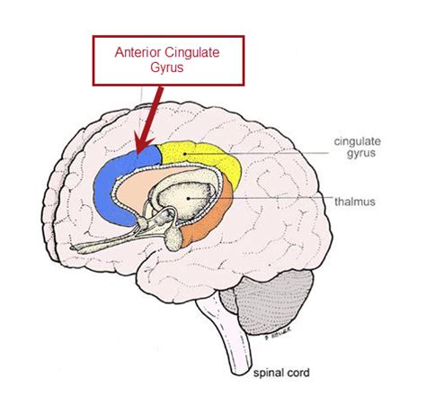 Cingulate Gyrus Function Fingersandfeathersh