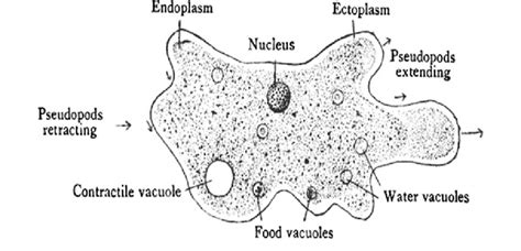 Amoeba Structure Diagram