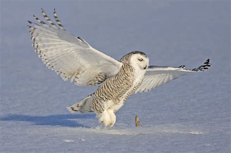 Snowy Owl Bubo Scandiacus Landing Picture Of The Owl Pages