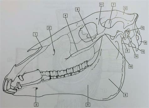 Equine Skull Diagram Quizlet