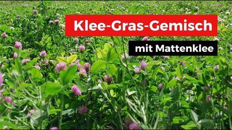 Klee Gras Mischung Mit Mattenklee Youtube