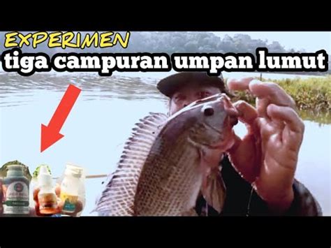 Mari Kita Coba Tiga Campuran Lumut Untuk Mancing Ikan Nila Liar