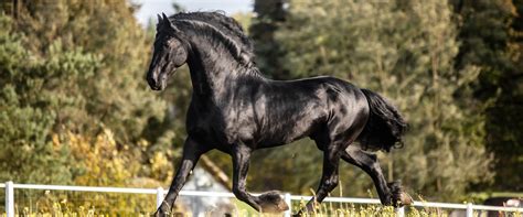 Home - Lebanon Friesian Society (LFS)