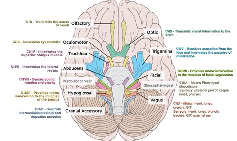 Cranial Nerves & Functions Diagram | Quizlet