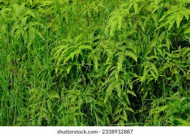 Greenish Bush Consists Different Types Plants Stock Photo 2338932887 | Shutterstock