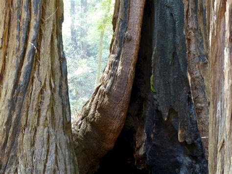 Free Images Tree Nature Forest Branch Wood Leaf Trunk Travel