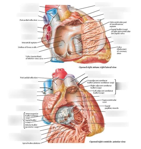 Right Heart Atrium And Ventricle Diagram Quizlet