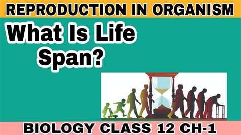 What Is Life Span Life Span Kya Hai Biology Class 12 Ch 1