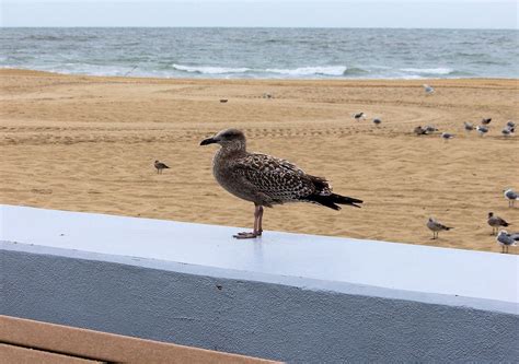 Free Images Bird Beach Fauna Gull Sea Shore Seabird Coast