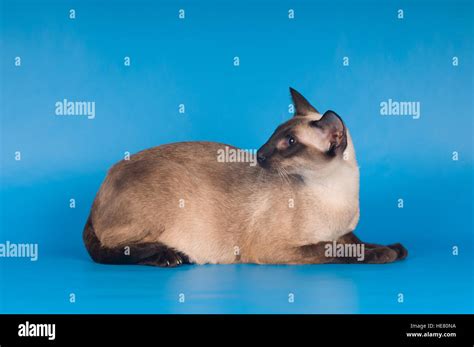 Siam cat on blue Stock Photo - Alamy