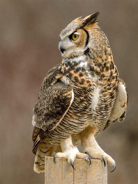 It S A Fact Owls Are Pretty Badass Barnorama