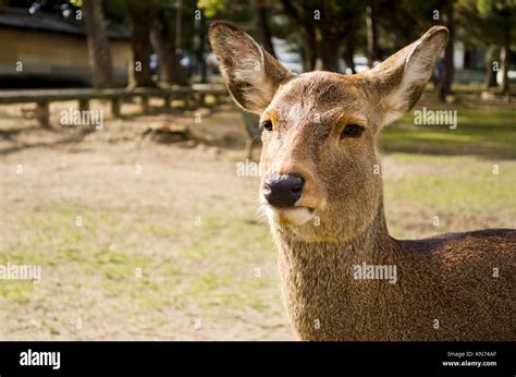 Sika Deer in Nara, Japan Stock Photo - Alamy